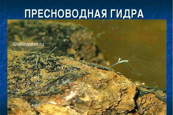 Kraken актуальное